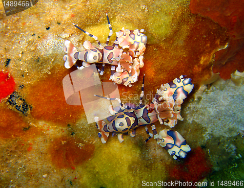 Image of Harlequin Shrimps