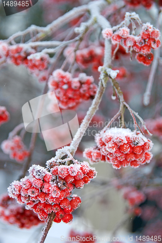 Image of Frosty Ashberries