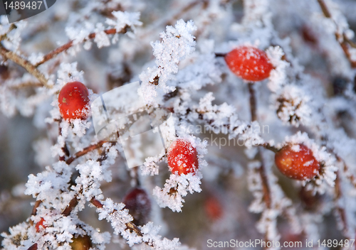 Image of Rose hips