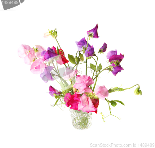 Image of Sweet pea