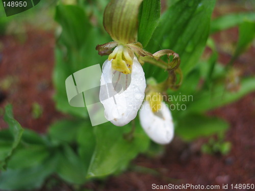 Image of Ladyslipper Orchid