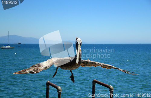 Image of Pelican