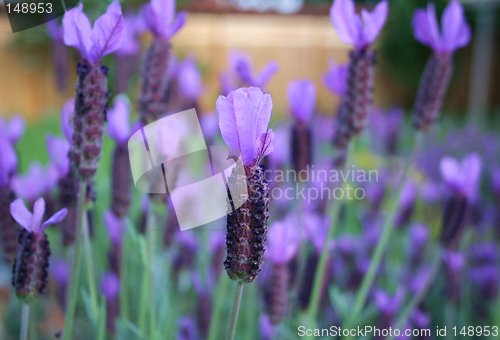 Image of Spanish Lavender