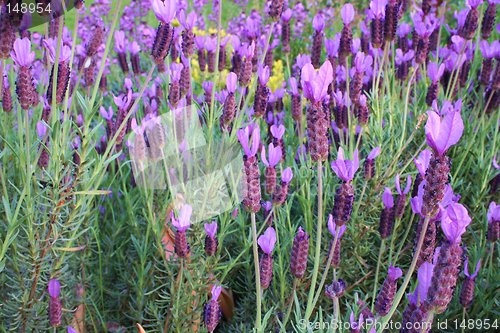 Image of Lush Lavender