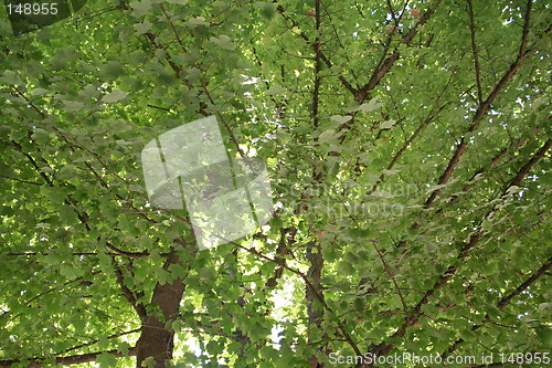 Image of Leafy Maple Tree