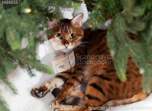 Image of Bengal cat under Christmas tree