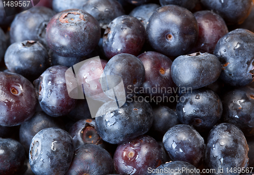 Image of Macro shot of Blueberries