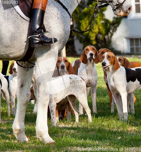 Image of American Foxhounds before a hunt