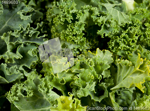 Image of Macro shot of Kale