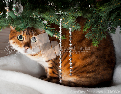 Image of Bengal cat under Christmas tree