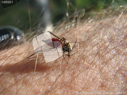 Image of Mosquito sucking blood on arm