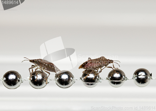 Image of Two Stink bugs on xmas decorations