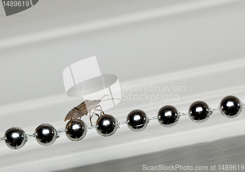 Image of Stink bug walking on xmas decorations