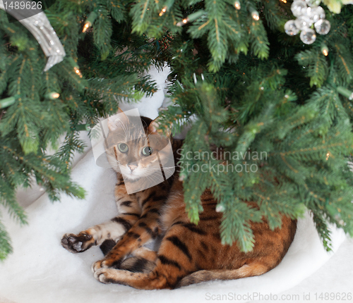 Image of Bengal cat under Christmas tree