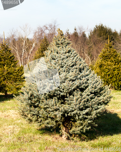 Image of Fraser Fir christmas tree in farm