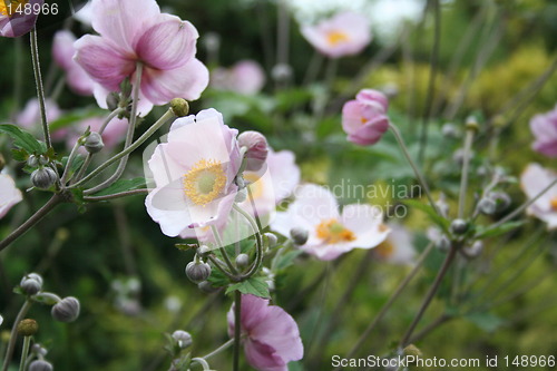 Image of Autumn anemones