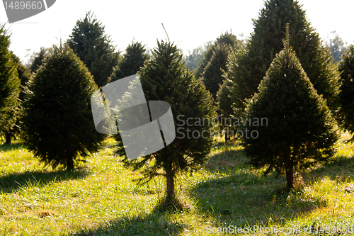 Image of Fraser Fir christmas tree in farm