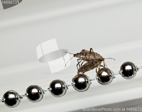 Image of Two Stink bugs on xmas decorations