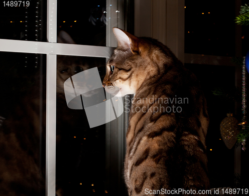 Image of Bengal cat stares outside