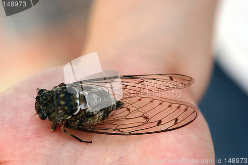 Image of Bug