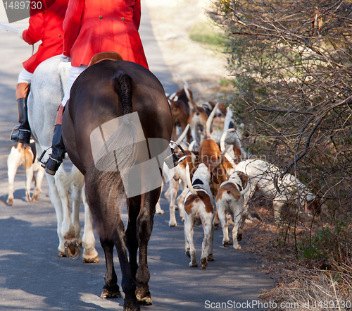 Image of American Foxhounds before a hunt