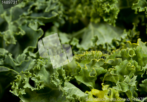 Image of Macro shot of Kale