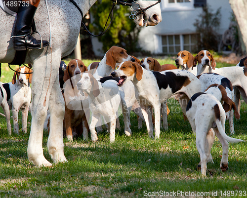 Image of American Foxhounds before a hunt