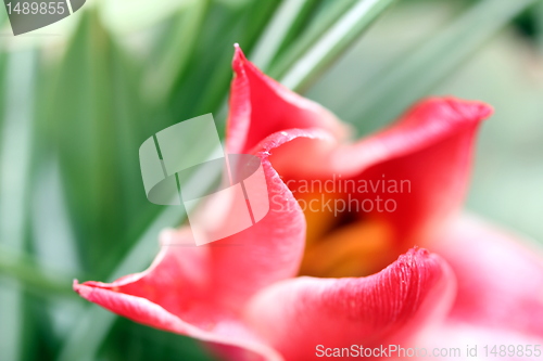 Image of flower blur