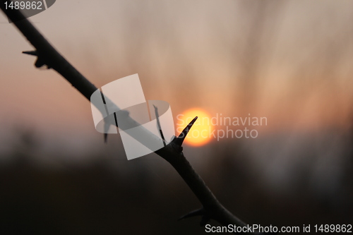 Image of evening thorn