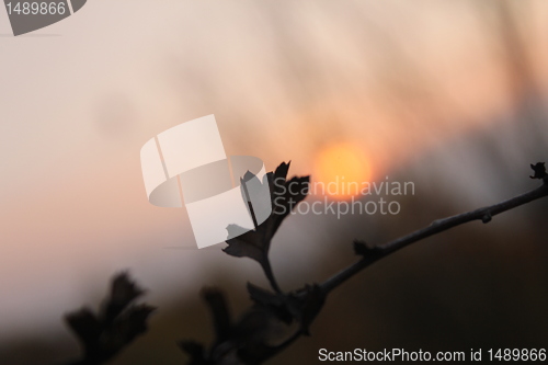 Image of evening plant