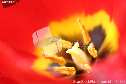 Image of flower blur