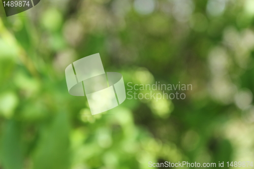 Image of green plant blur texture