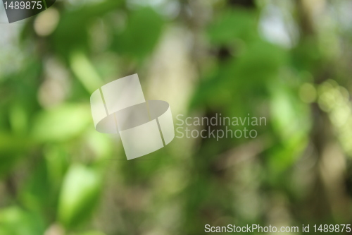 Image of green plant blur texture
