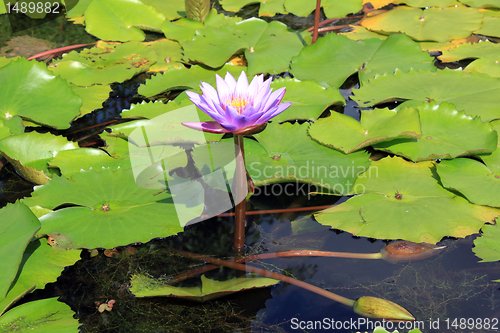 Image of Lotus