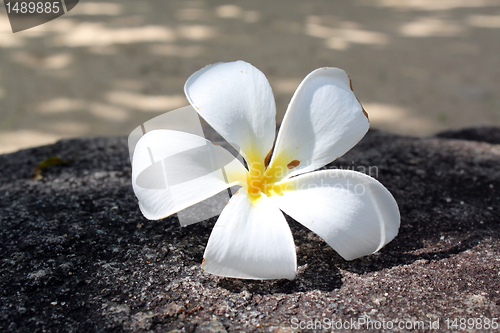 Image of Magnolia flower