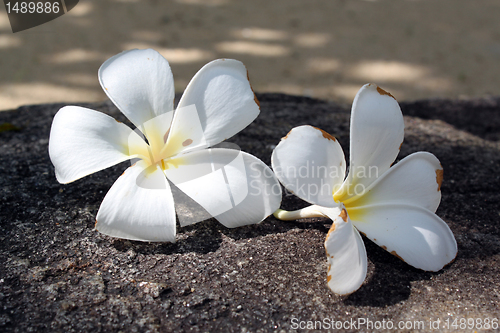 Image of Magnolia flowers