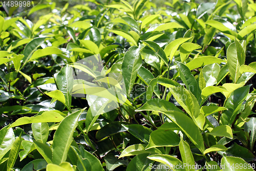 Image of green tea leaves