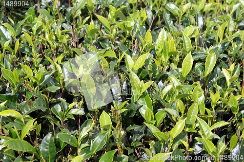 Image of Green tea leaves