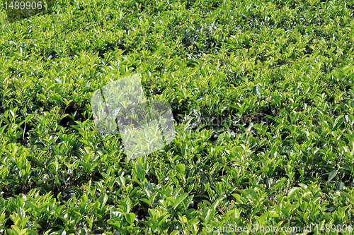 Image of Green tea bush