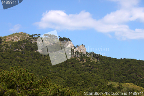 Image of forest on mountain