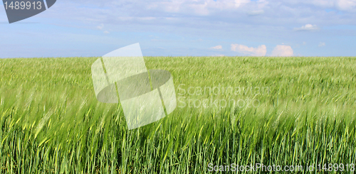 Image of wheat field 