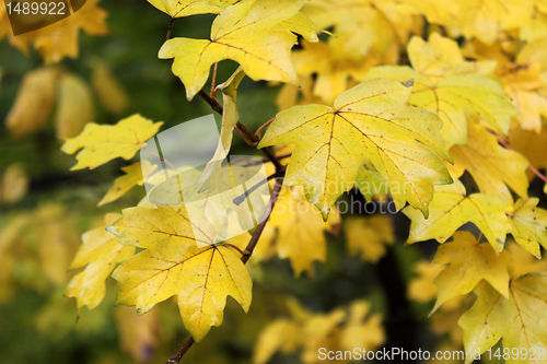 Image of maple tree at fall