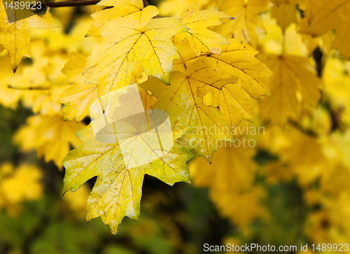 Image of  maple tree under rain