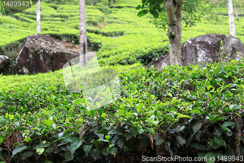 Image of Tea bush