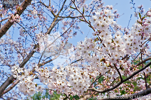 Image of Branches of blooming cherry 