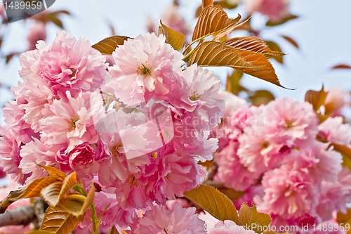Image of Blooming pink flowers