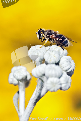 Image of Close-up of a fly on a yellow background 