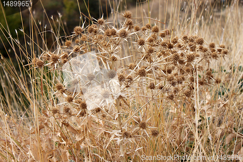 Image of dry plant