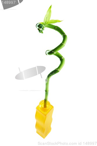Image of plant