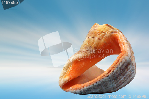 Image of shell